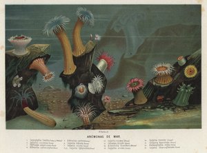 Sea anemones by Spanish School
