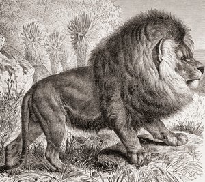 The Cape Lion, Now Extinct, from 
