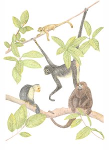 Costa Rica Monkey
