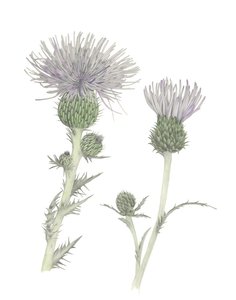 Thistle