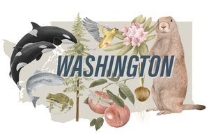 Washington State Symbols