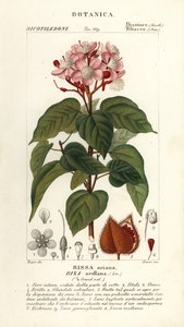 Achiote or lipstick tree, Bixa orellana
