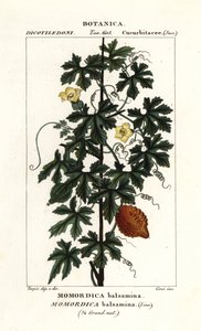 African cucumber, Momordica balsamina by Stanghi Stanghi