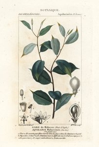 Agarwood, Aqualaria malaccensis Critically endangered by Stanghi Stanghi