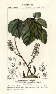 Allegheny spurge, Pachysandra procumbens