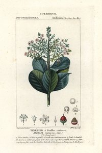 Beefwood, Ardisia coriacea by Stanghi Stanghi