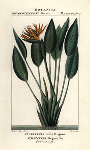 Bird of paradise, Strelitzia reginae