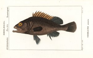 Black Grouper, Mycteroperca bonaci by Stanghi Stanghi
