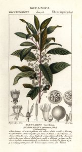 Blueberry ash