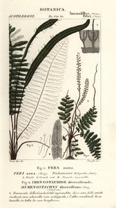 Bristle fern by Stanghi Stanghi