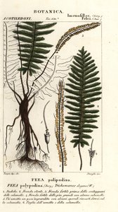 Bristle fern by Stanghi Stanghi