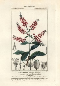 Bushwillow, Combretum coccineum