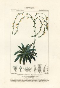 Canyon live-forever, Dudleya cymosa by Stanghi Stanghi