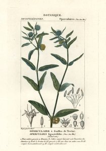 Coarse Stinkweed by Stanghi Stanghi