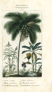Coconut, Banana, Sugar Cane, etc.