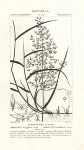 Common bent, Agrostis capillaris