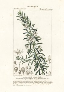 Creeping boobialla, Myoporum parvifolium by Stanghi Stanghi