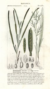 Eelgrass or seawrack