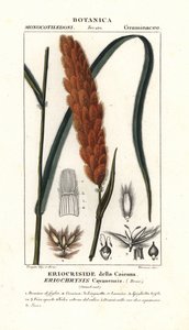 Eriochrysis cayannensis, Tropical American Grass