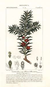 European Yew Tree