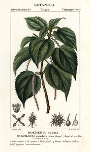 False nettle, Boehmeria caudata