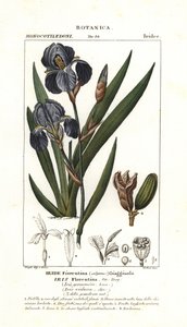 Florentine iris by Stanghi Stanghi