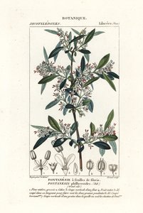 Fontanesia phillyreoides by Stanghi Stanghi