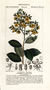 Gomphia nitida by Stanghi Stanghi