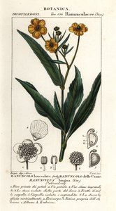 Greater spearwort by Stanghi Stanghi