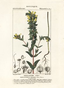 Greater yellow rattle by Stanghi Stanghi
