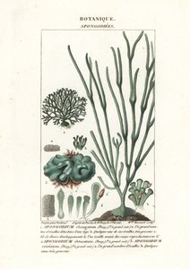 Green algae Spongodium species by Stanghi Stanghi