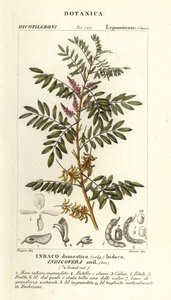 Guatemalan indigo, Indigofera suffruticosa by Stanghi Stanghi
