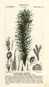 Haller’s Apple Moss, Bartramia halleriana by Stanghi Stanghi