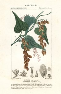Himber Tree, Rajania Cordata by Stanghi Stanghi
