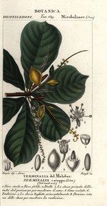 Indian almond