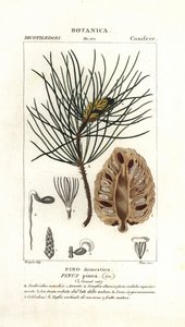 Italian Stone Pine by Stanghi Stanghi