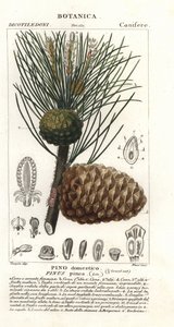 Italian stone pine