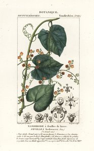 Javillo or antidote caccoon, Fevillea cordifolia by Stanghi Stanghi