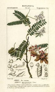 Jequirity bean or rosary pea