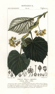 Lime tree or linden tree, Tilia alba