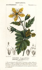 Loasea grandiflora by Stanghi Stanghi