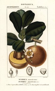 Mammee Apple, Mammea americana by Stanghi Stanghi