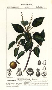 Manchineel or beach apple tree