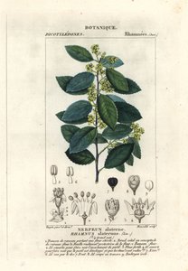 Mediterranean buckthorn, Rhamnus alaternus by Stanghi Stanghi
