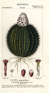 Melon Cactus by Stanghi Stanghi
