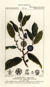 Napoleonaea imperialis
