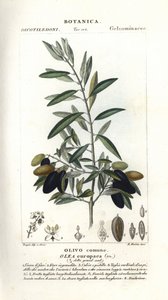 Olive tree, Olea europaea