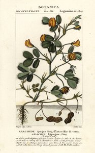 Peanut or Groundnut, Arachis hypogaea by Stanghi Stanghi