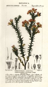 Pink swamp heath, Sprengelia incarnata