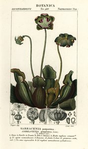 Purple Pitcher Plant, Sarracenia purpurea by Stanghi Stanghi